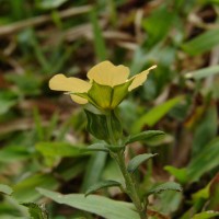 Sida rhombifolia subsp. alnifolia (L.) Ugbor.